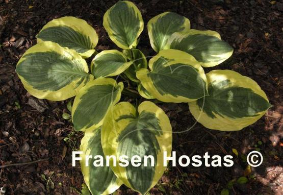 Hosta Terry