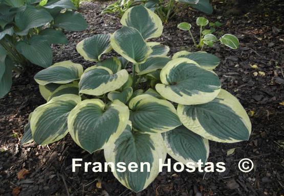 Hosta Terry