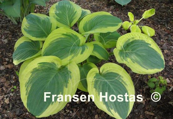 Hosta Terry