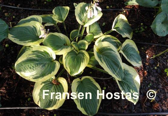 Hosta Terry