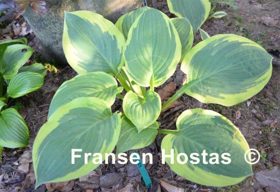 Hosta Terry