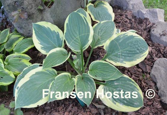 Hosta Terry