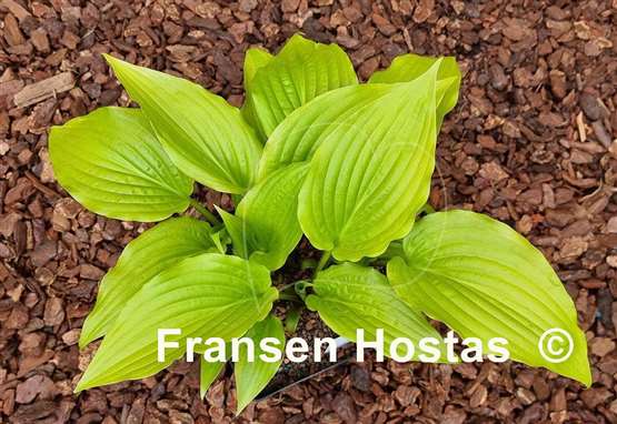 Hosta That's the Spirit