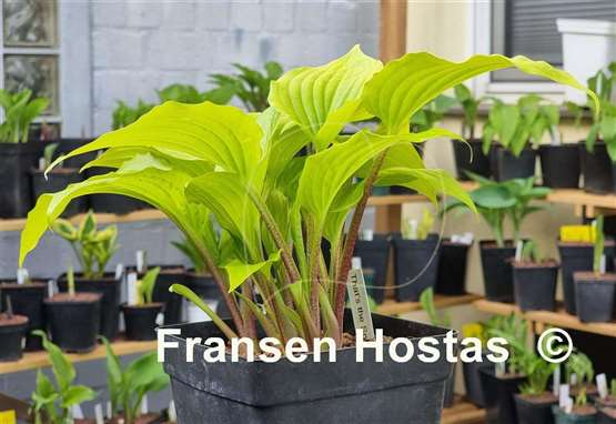 Hosta That's the Spirit