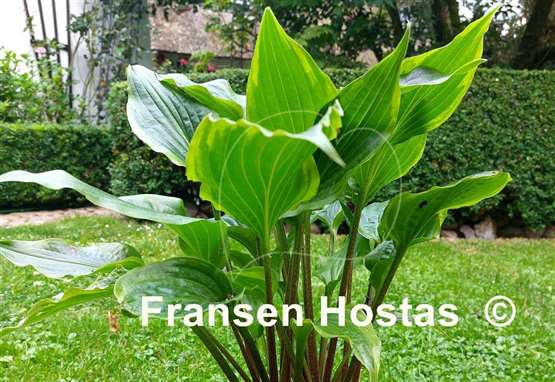 Hosta That's the Spirit