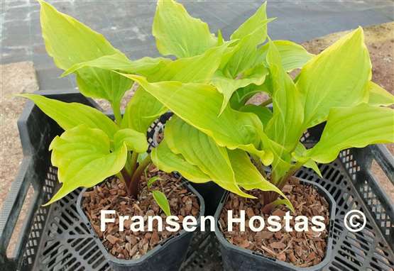 Hosta That's the Spirit