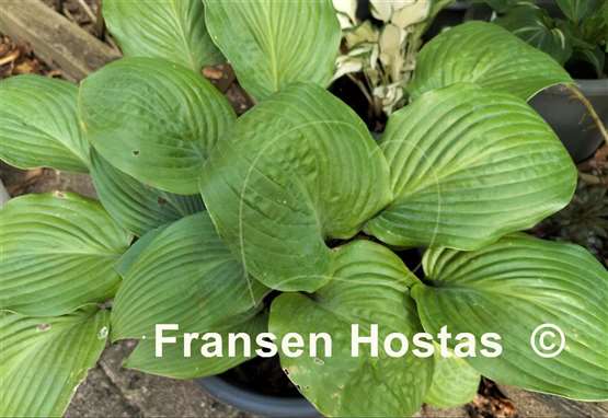 Hosta The British are Coming