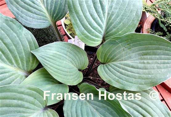 Hosta The British are Coming