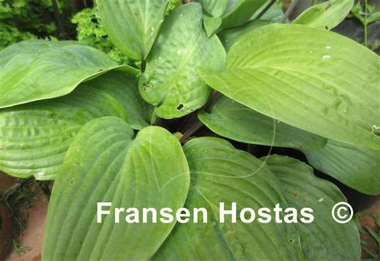 Hosta The British are Coming