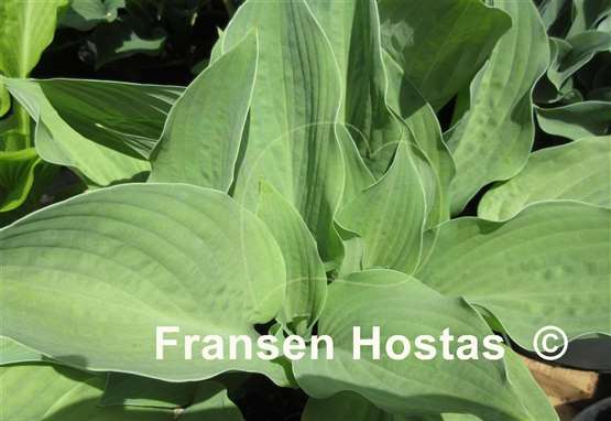 Hosta The British are Coming