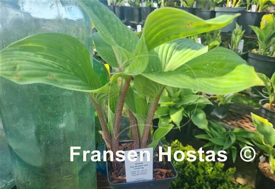 Hosta The British are Coming