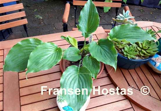 Hosta The Fonz