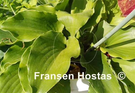 Hosta The Fonz