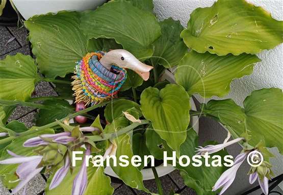 Hosta The Fonz