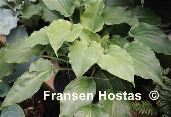 Hosta The Fonz