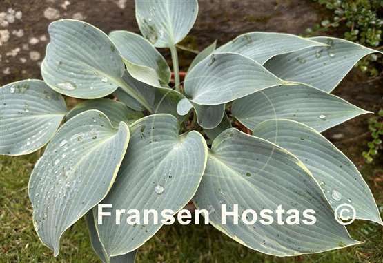 Hosta The Future King