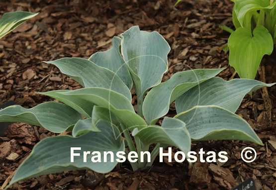 Hosta The Future King