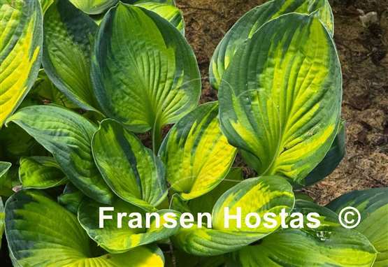 Hosta The High Life