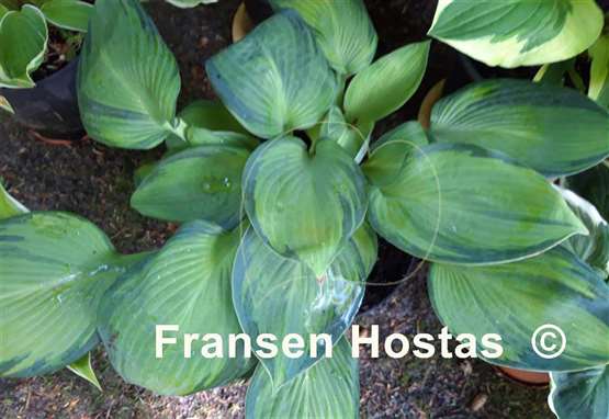 Hosta The High Life