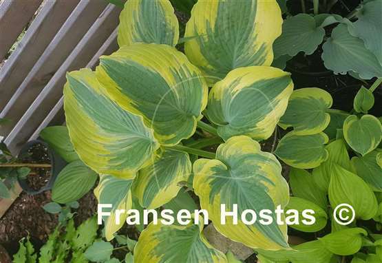 Hosta The King