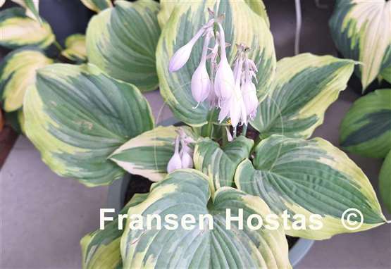 Hosta The King