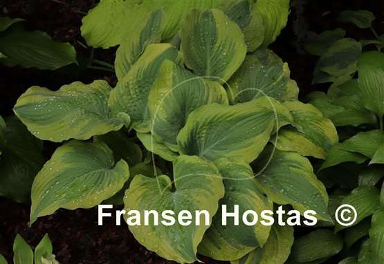 Hosta The King