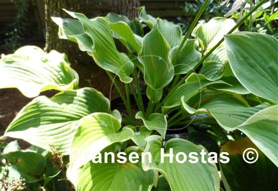 Hosta The Leading Edge