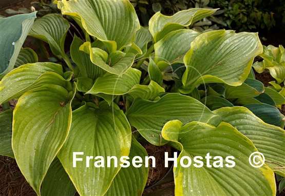 Hosta The Leading Edge