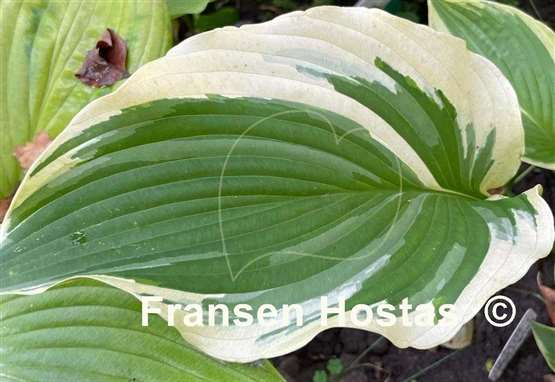 Hosta The Leading Edge