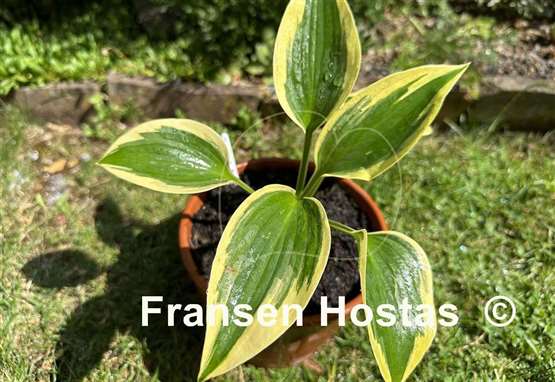 Hosta The Mighty Quinn