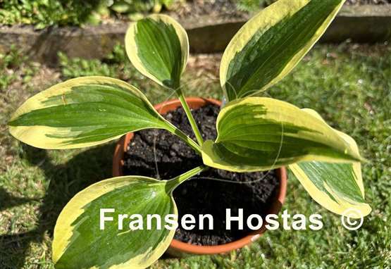 Hosta The Mighty Quinn