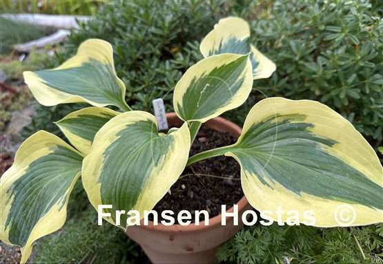 Hosta The Mighty Quinn