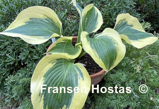 Hosta The Mighty Quinn
