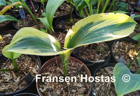 Hosta The Mighty Quinn