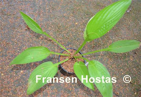 Hosta The Minnesota Mafia