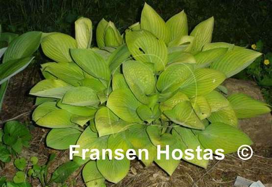 Hosta The Minnesota Mafia