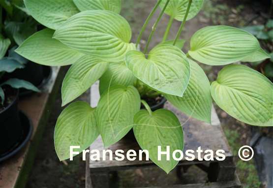 Hosta The Minnesota Mafia