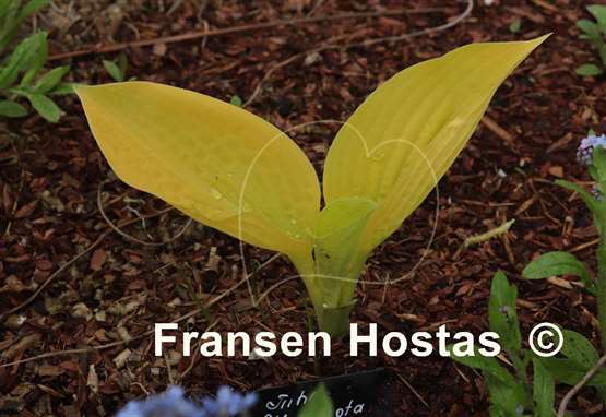 Hosta The Minnesota Mafia