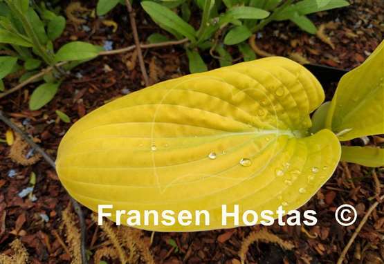 Hosta The Minnesota Mafia