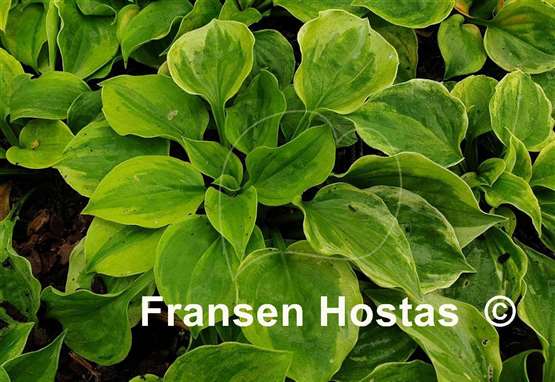 Hosta The Needle's Edge