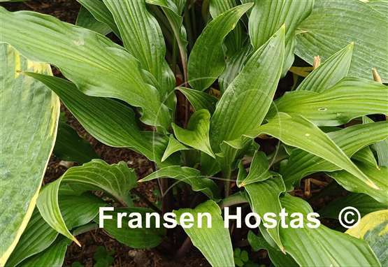 Hosta The Razor's Edge