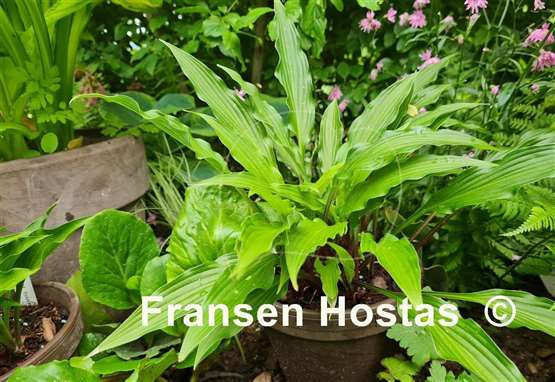 Hosta The Razor's Edge