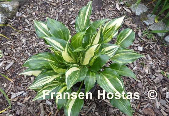 Hosta The Sweetest Thing