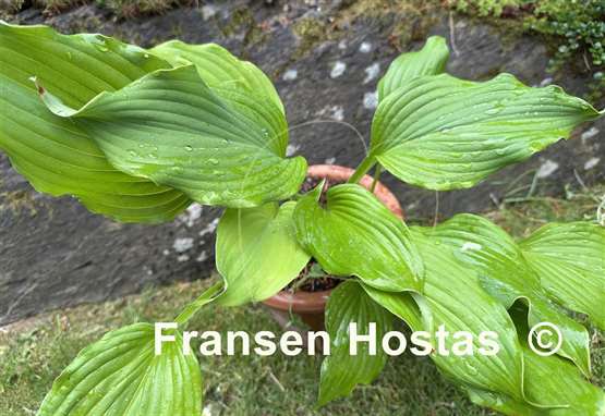 Hosta The Trophy Wife