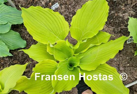 Hosta The Trophy Wife