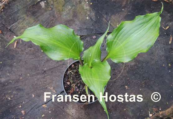 Hosta The Unforgettable Fire