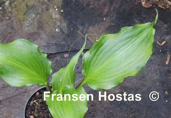 Hosta The Unforgettable Fire