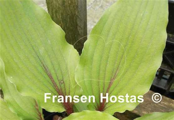 Hosta The Walking Red