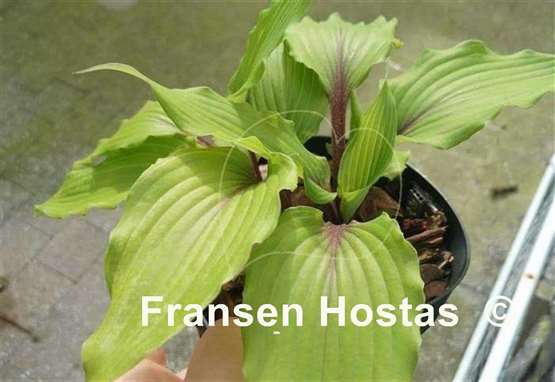 Hosta The Walking Red