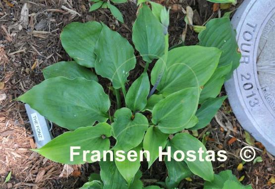 Hosta The Fonz
